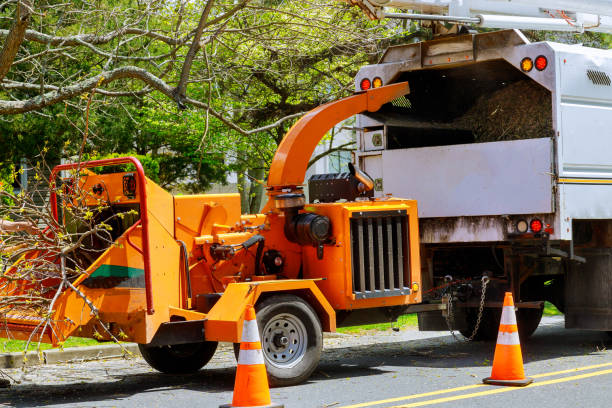 How Our Tree Care Process Works  in Hedwig Village, TX